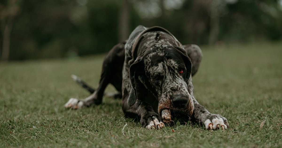 A Great Dane lying on the grass with a playful expression in an outdoor setting.
