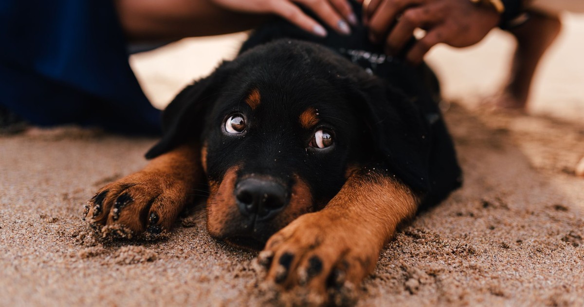 Adorable Rottweiler puppy enjoying a sandy beach day in Brazil, cherished by a gentle touch.