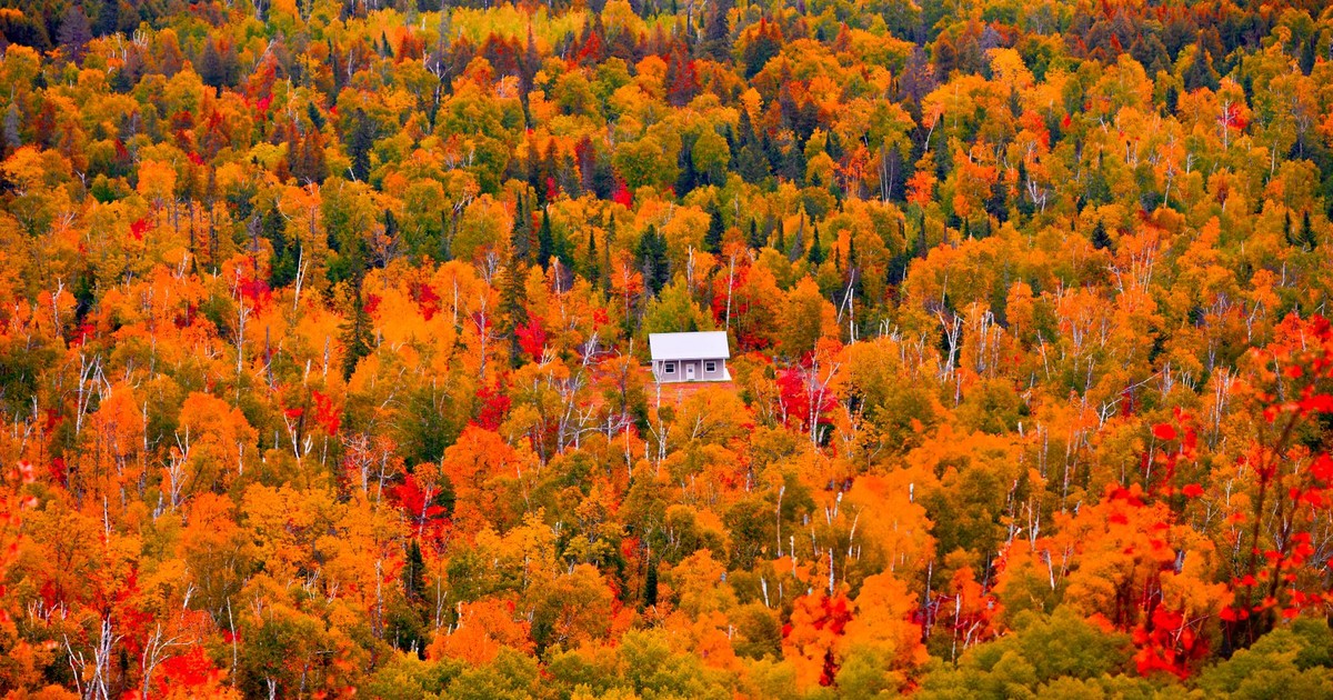 A captivating aerial view of a colorful autumn forest near Minneapolis, featuring a small cabin.