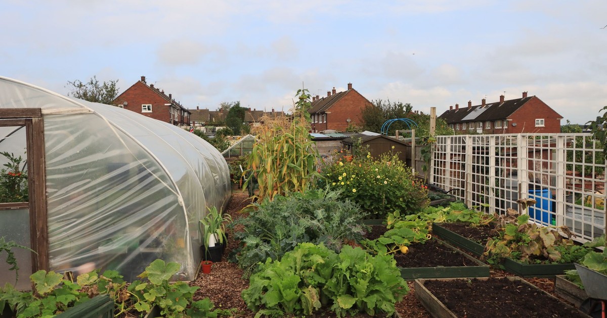 Charming community garden with greenhouse and lush plants in England.
