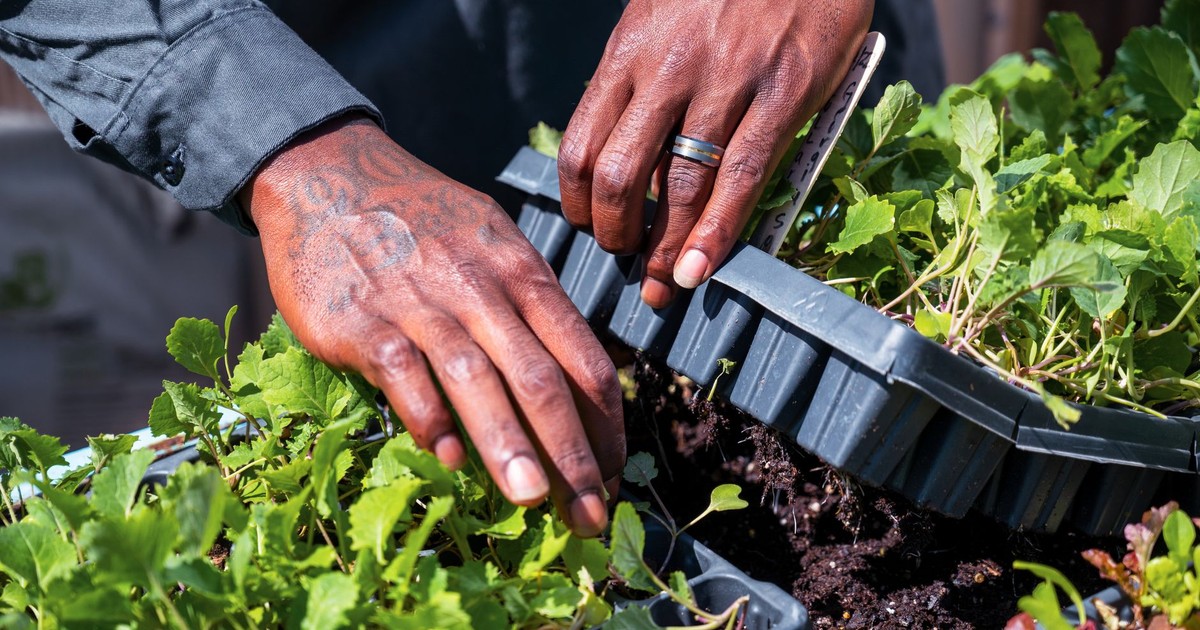 Detailed view of hands tending to microgreens in a garden setting.