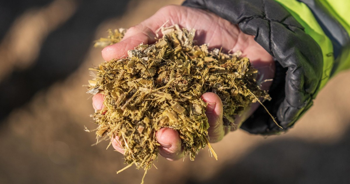 Hand holding a handful of organic silage for agricultural feeding, outdoor setting.