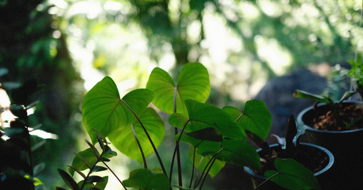 Vibrant green potted plants in a sunlit outdoor garden showing summer growth.