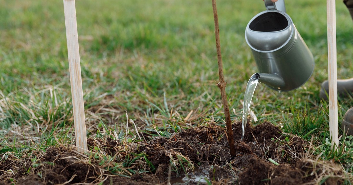A person watering a young sapling with a metal watering can in a garden.