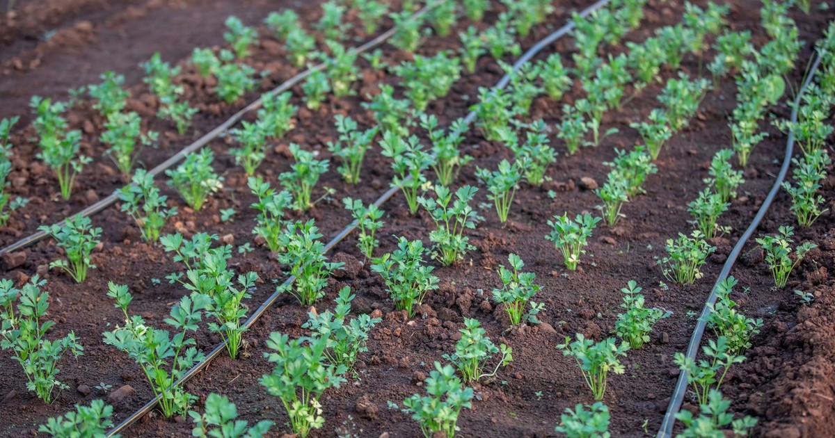 Young vegetable plants growing with drip irrigation system in a fertile field.