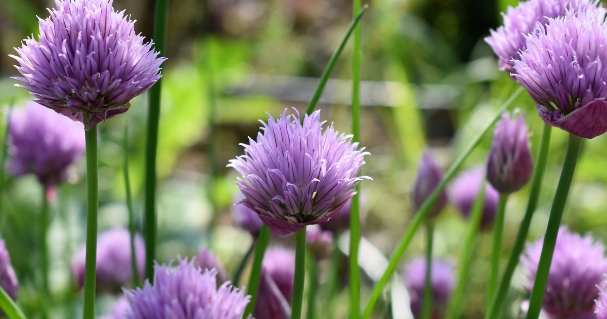 Close-up of blossoming purple chive flowers in a lush garden setting during summer.