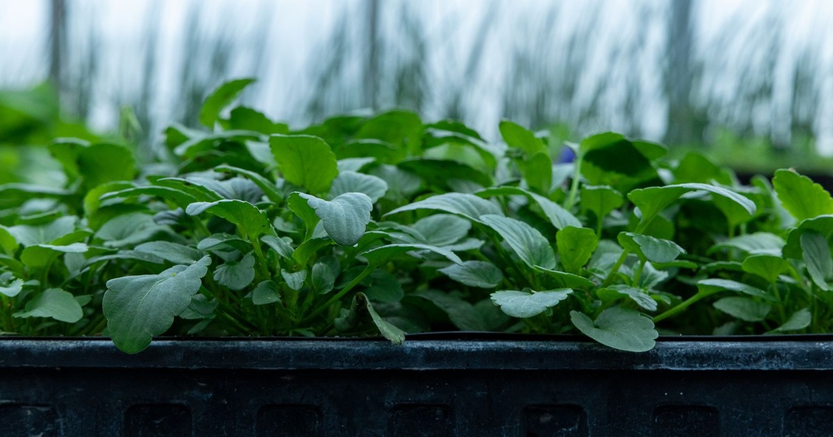 Close-up view of thriving green seedlings in a greenhouse tray, ready for planting.
