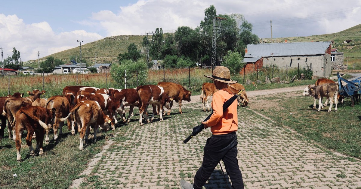 A young farmer guides a herd of cattle through a rural landscape on a sunny day.