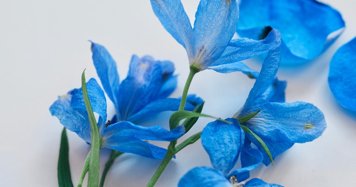 Close-up of vibrant blue delphinium flowers with delicate petals and green stems.