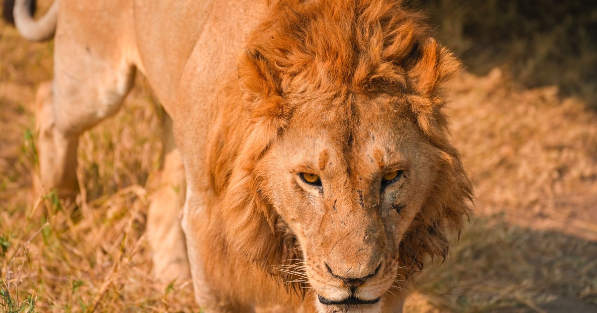 A powerful African lion prowling through the sunlit savannah of Tanzania.