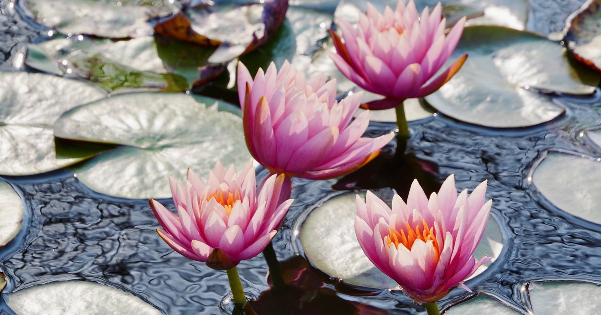 Stunning pink water lilies blooming on a serene pond with lily pads.