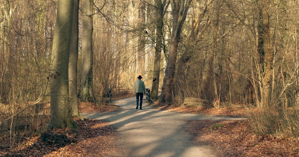 Individual walking along a serene forest path in Den Haag, showcasing autumn's beauty.