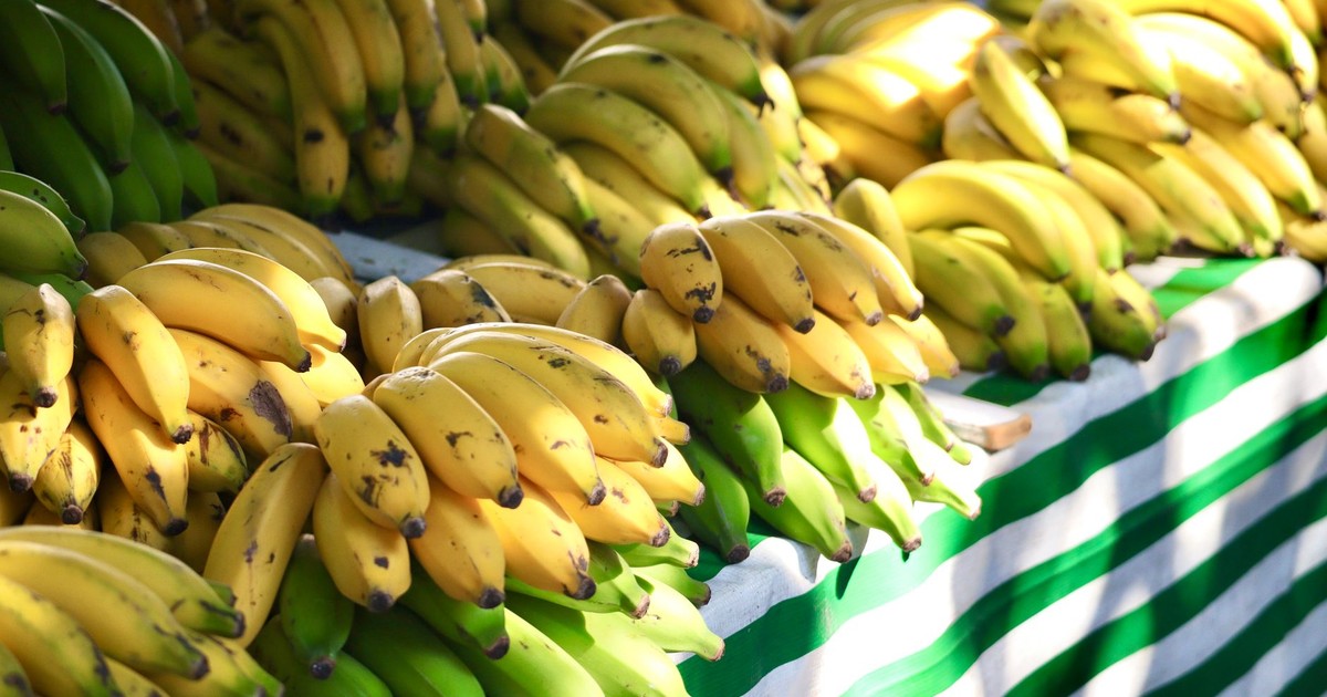Vibrant display of ripe and unripe bananas on a market stall with striped cloth.