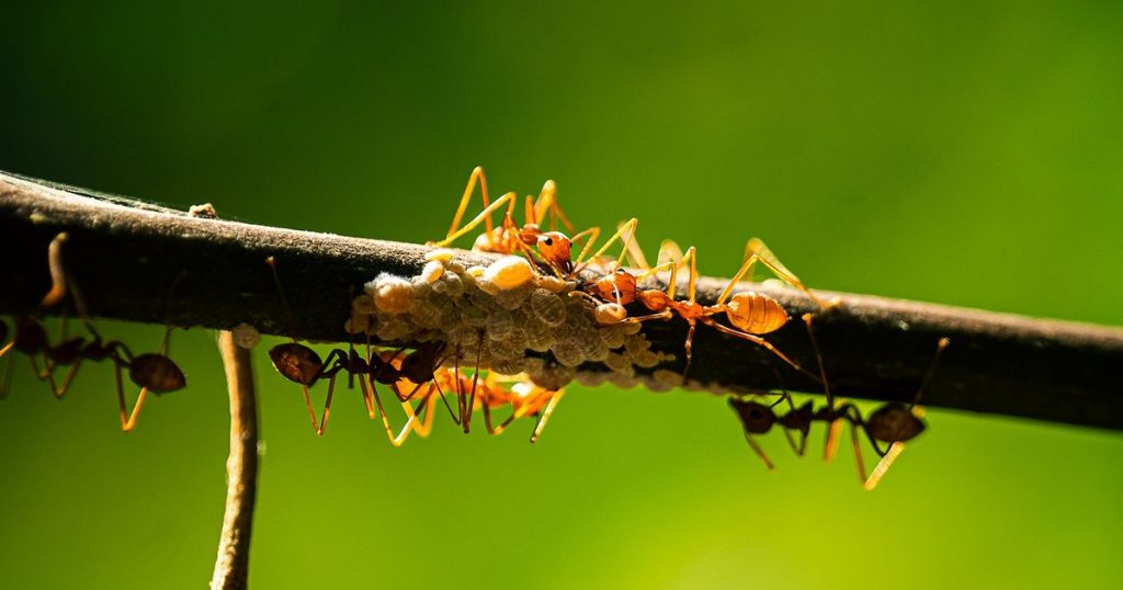 7 Simple Ways to Get Rid of Ants in Potted Plants for Good - Featured image
