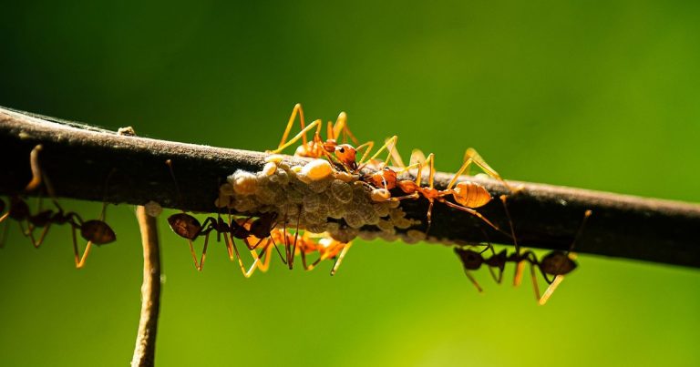 7 Simple Ways to Get Rid of Ants in Potted Plants for Good - Featured image