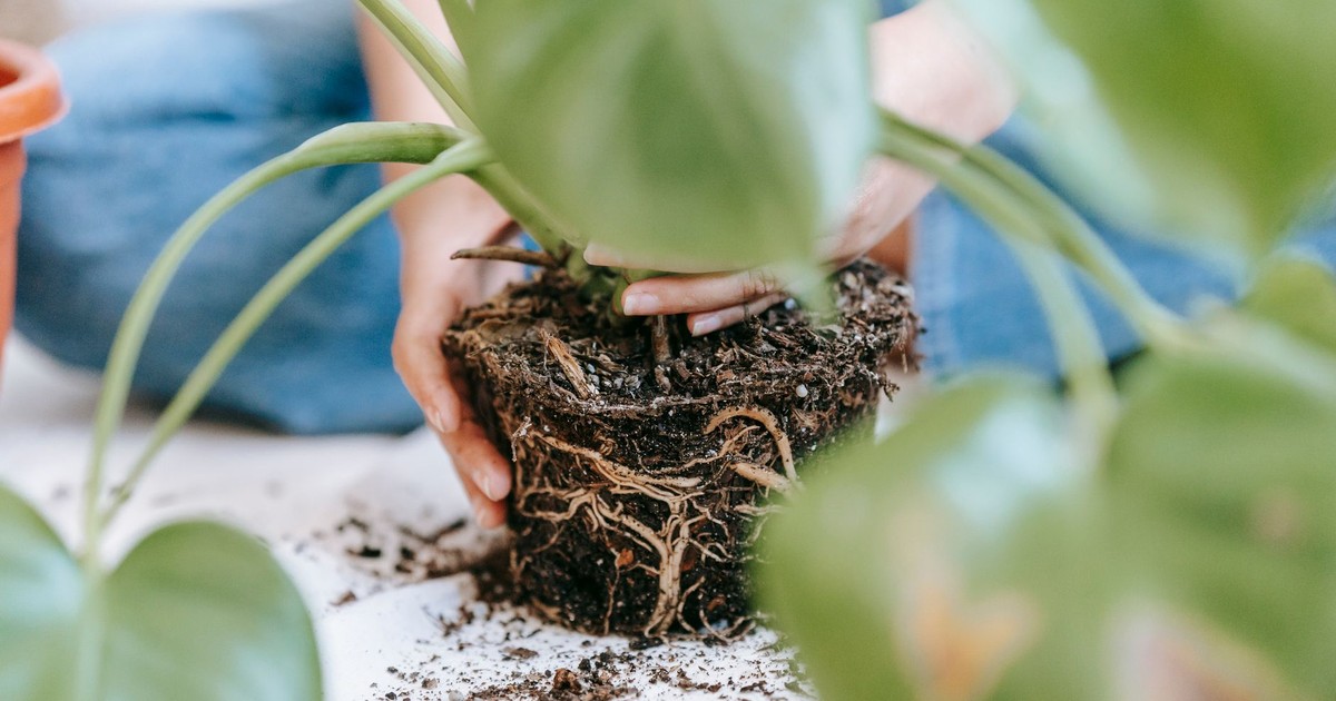 Crop anonymous female gardener taking care of green home plant and planting in pot