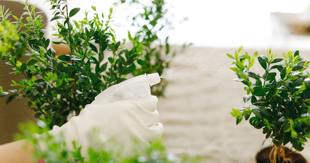 Hands in gloves using spray bottle to water green indoor potted plants, maintaining freshness.