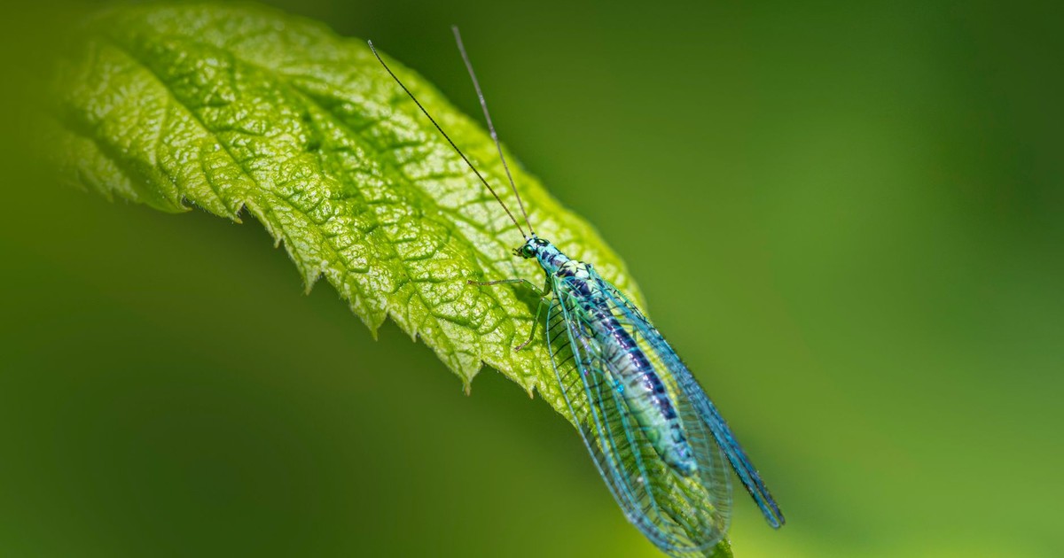 Close-up of a green lacewing perched on a vibrant leaf highlighting natural beauty.