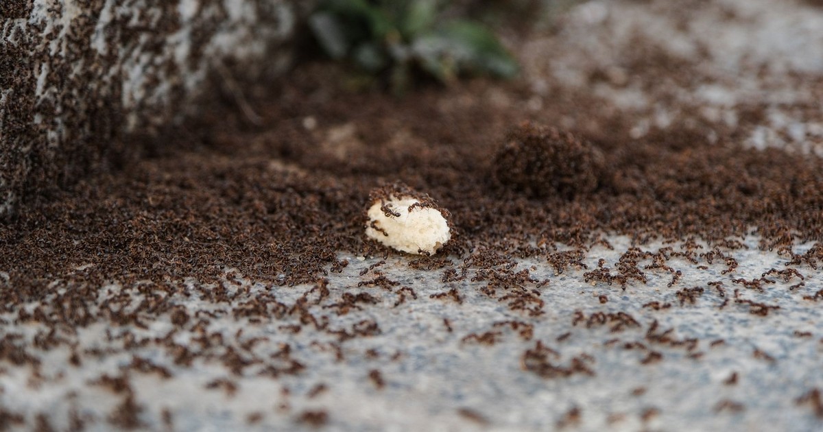 A large colony of ants swarming over a piece of food outdoors on a stone surface.
