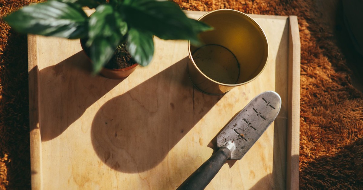 Aesthetic indoor gardening setup featuring a trowel and houseplant.