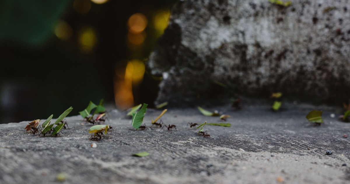 Leafcutter ants carrying leaves across a stone surface in a natural setting.