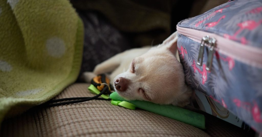 8 Best Carry-On Essentials for Travelers With Pets - Featured image