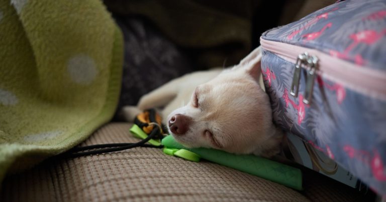8 Best Carry-On Essentials for Travelers With Pets - Featured image