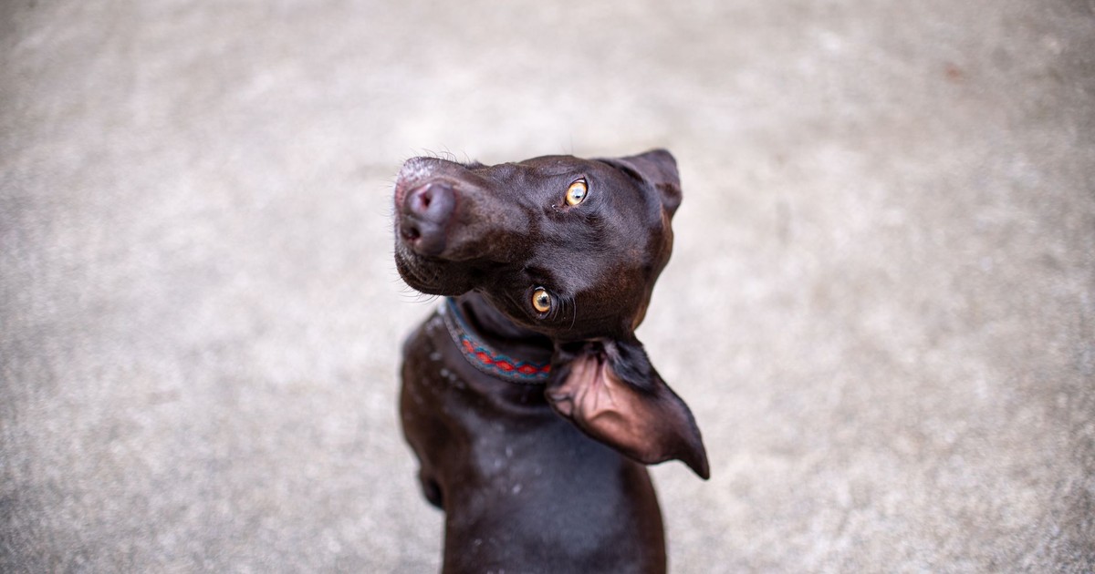 Adorable chocolate Labrador retriever looking up with curious eyes in an outdoor setting.