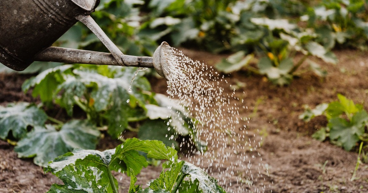 Close-up of a watering can nurturing green plants in a garden, promoting growth.
