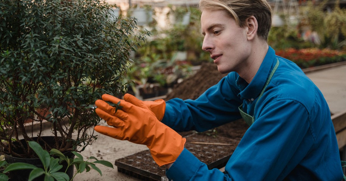 Adult gardener in blue shirt and gloves pruning plants in a greenhouse.