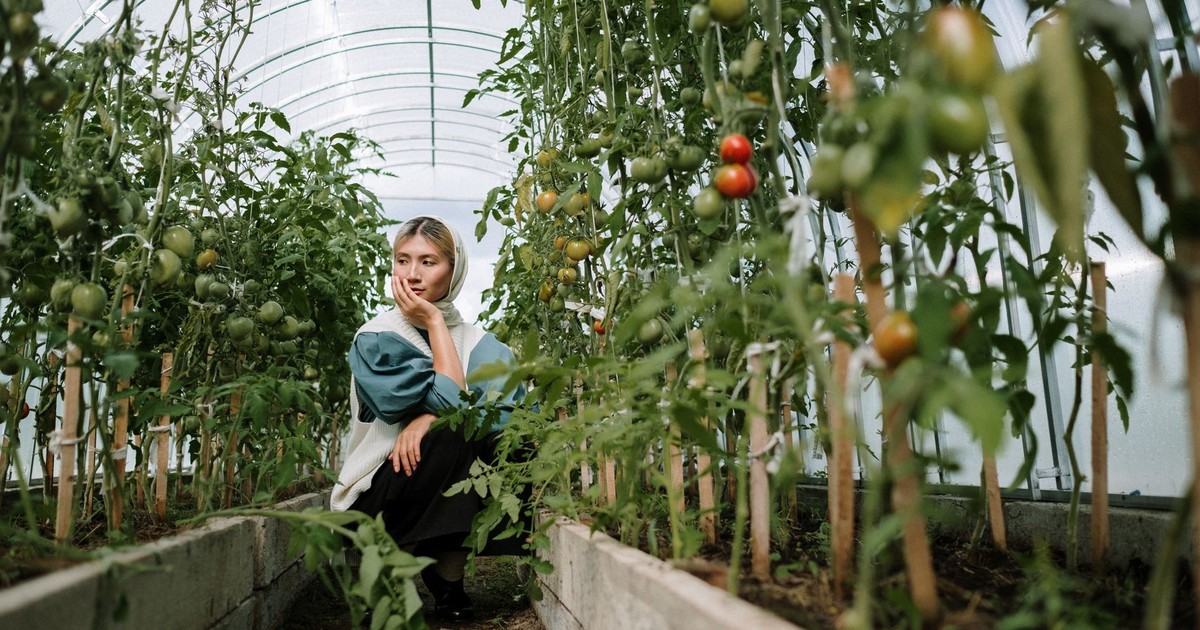 A woman sits thoughtfully in a greenhouse among growing tomato plants.