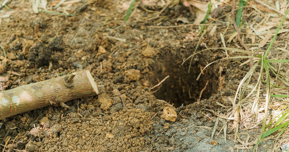 Image of a freshly dug hole in garden soil surrounded by grass and a small stick nearby.