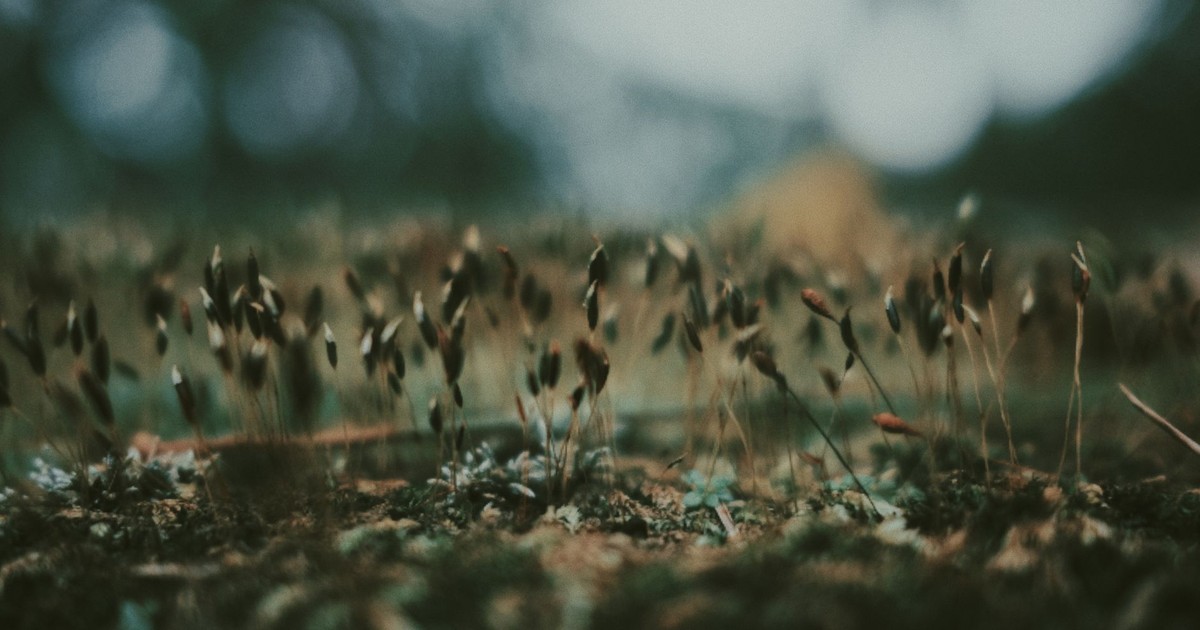 Closeup of small wild growing plants on grassy lawn in summer day in countryside