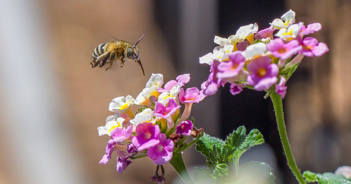 Close-up of a bee flying near colorful lantana flowers, highlighting pollination in nature.