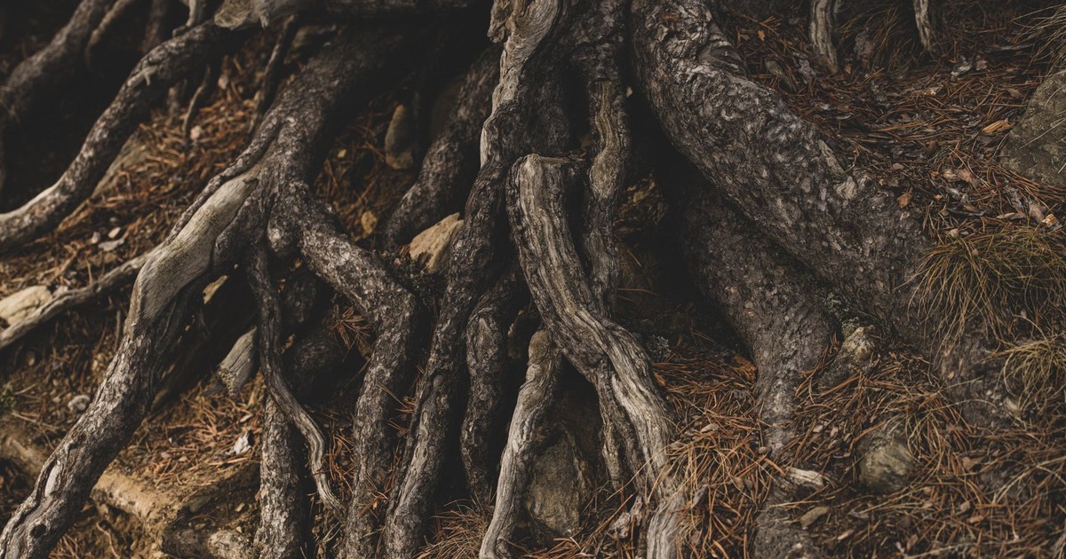 Close-up of intertwined tree roots on a forest floor, showcasing nature's resilience.