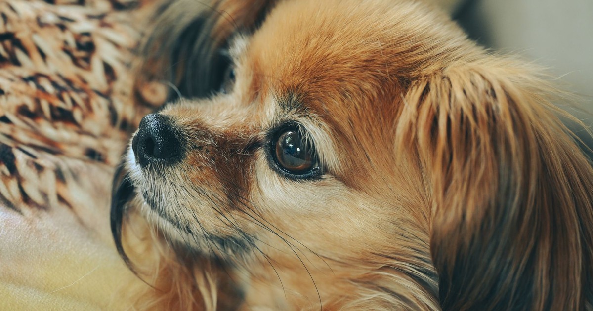 Charming close-up portrait of a small, fluffy dog with expressive eyes and furry ears, perfect for pet lovers.