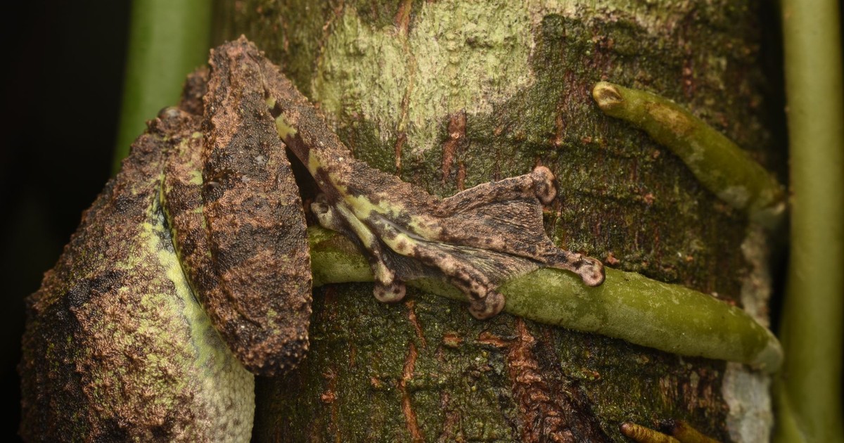 A close-up shot of a camouflaged frog blending into tree bark in a natural setting.