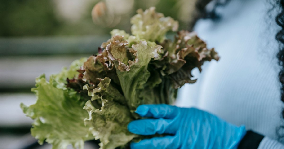 Crop anonymous female in casual clothes and blue gloves demonstrating bouquet of green lettuce leaves in hands in daytime in street