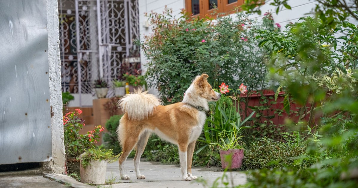 A collie dog attentively observes its surroundings in a lush garden.