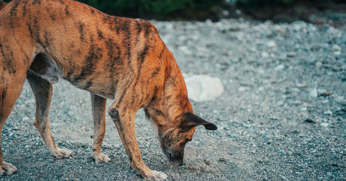 A brown brindle dog sniffs the ground on a rocky outdoor terrain during the day.