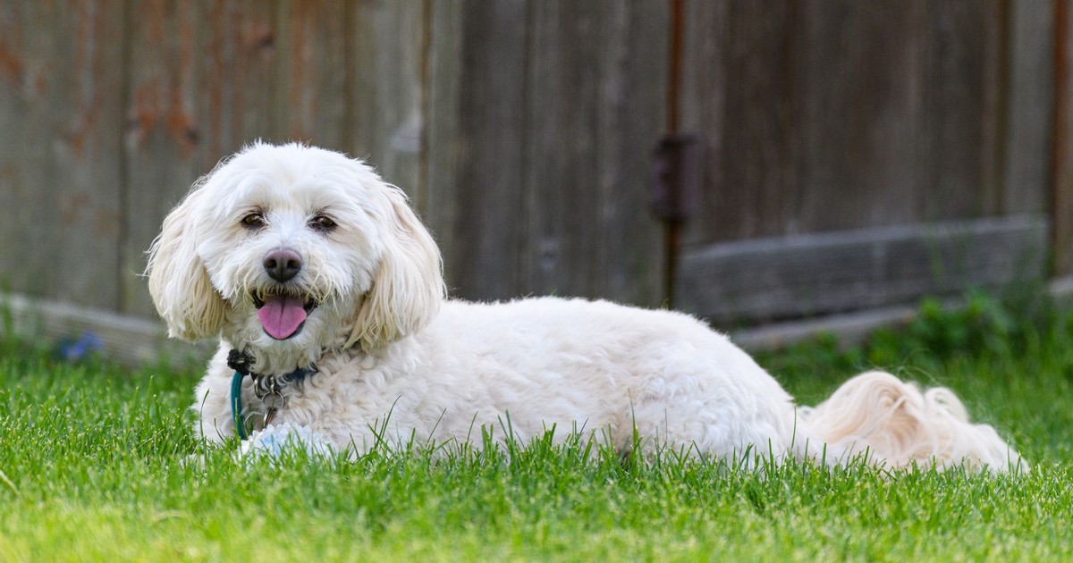 Adorable white dog lounging on green grass in a backyard setting, exuding a sense of calm and joy.