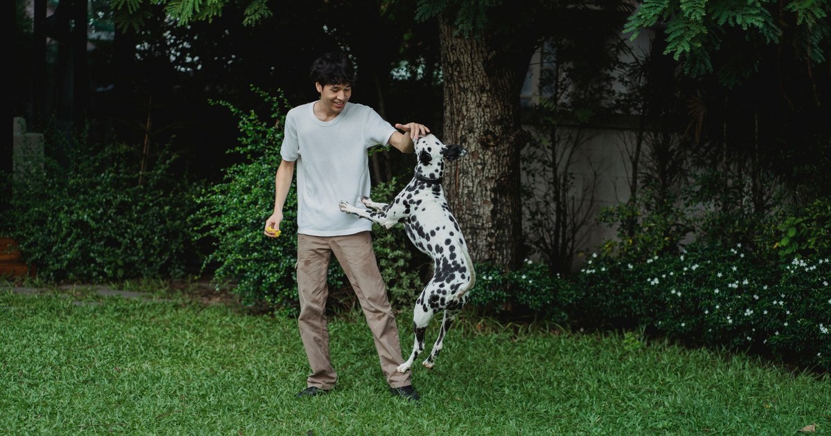 Man playing with a jumping Dalmatian in a lush green backyard.