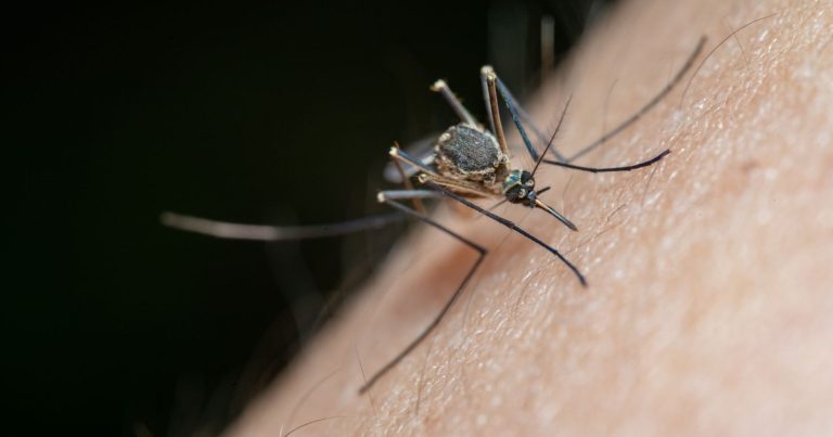 Stop Scratching That Bug Bite — Here’s What to Do Instead - Featured image