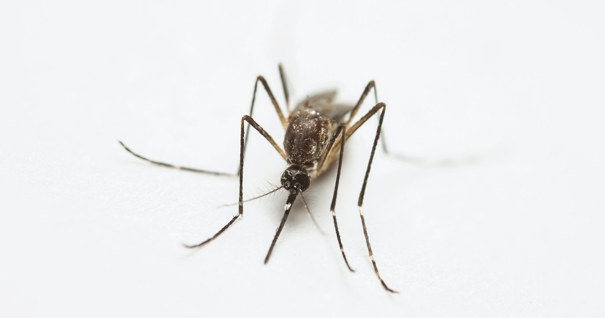Detailed macro shot highlighting a mosquito's texture and form on a white background.