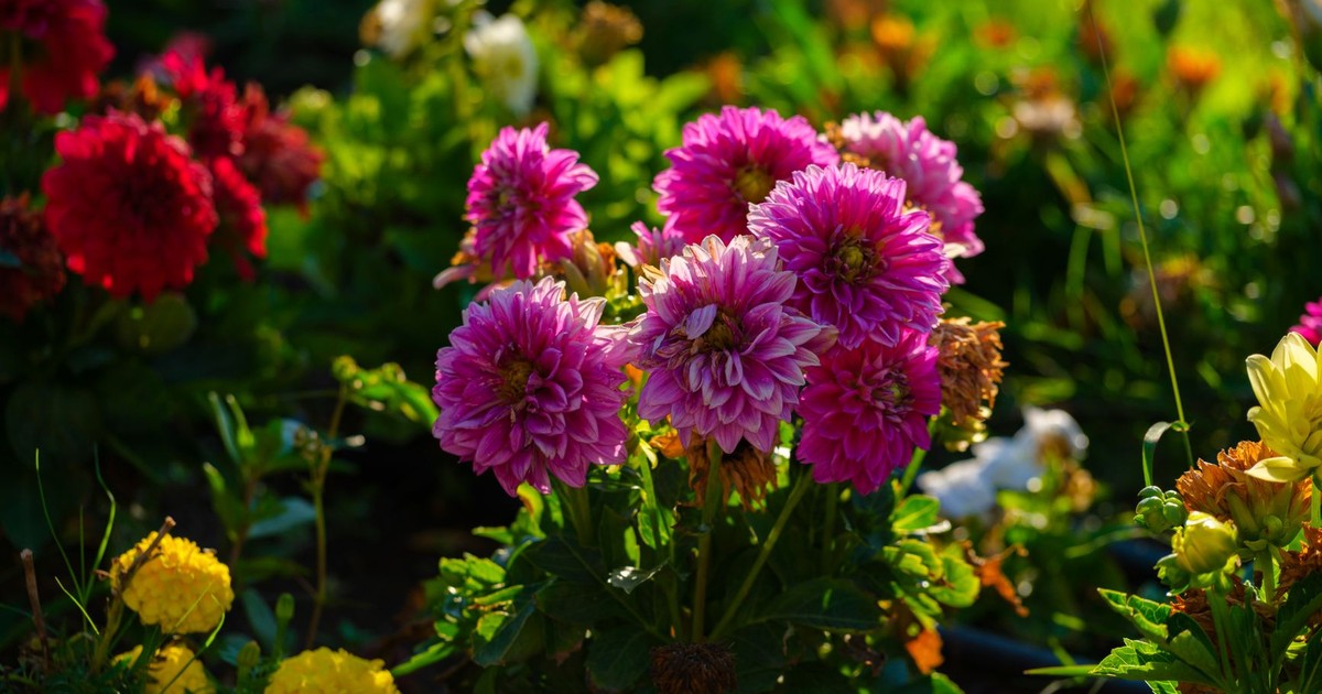 10 Flowering Plants Worth Deadheading to Keep Blooms Going All Summer