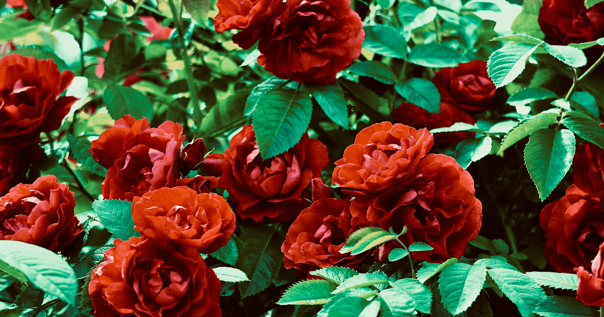 A lush close-up of vibrant red roses surrounded by green leaves, capturing nature's beauty.