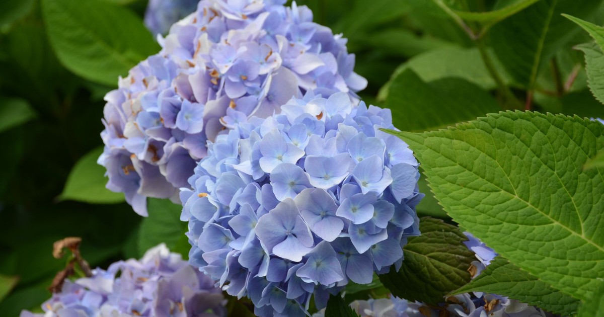 A close-up shot of vibrant blue hydrangeas in full bloom, surrounded by lush green leaves.