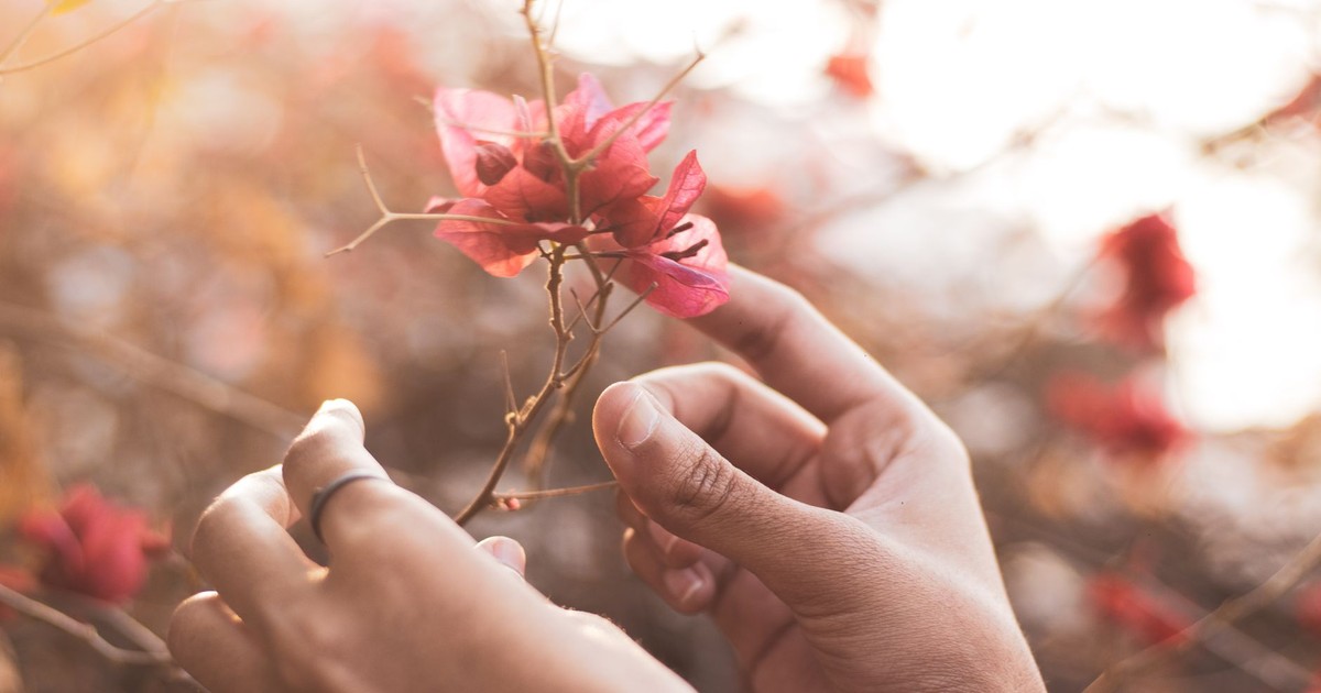 Serene scene of hands delicately holding vibrant bougainvillea petals in soft sunlight.