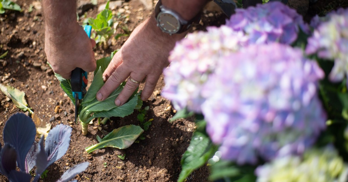 Close-up of a gardener trimming plants with pruning shears in a colorful garden.