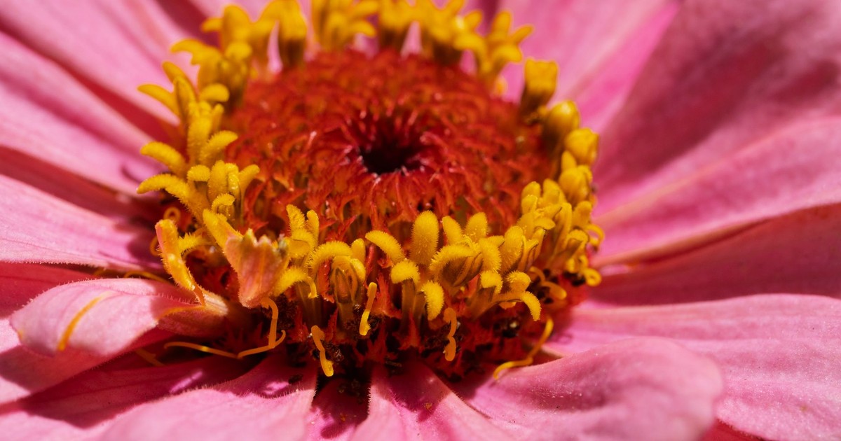Macro shot of a pink zinnia flower with yellow stamens in vivid detail.